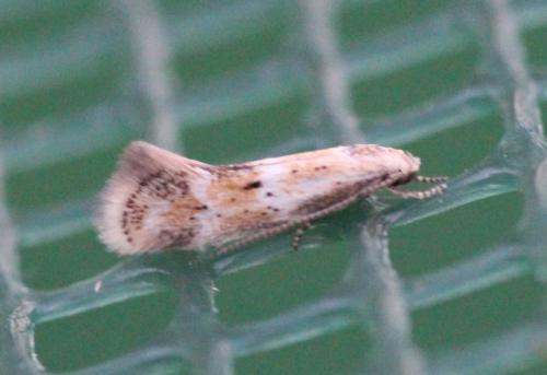Elachista sp.